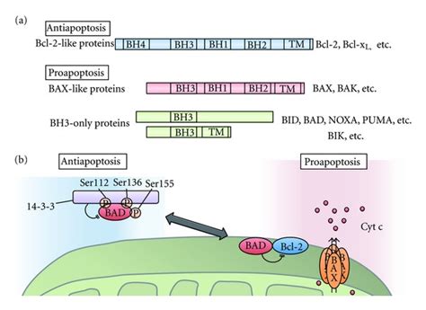 Bcl-2 family in apoptosis. (a) The domain structure of three classes of... | Download Scientific ...