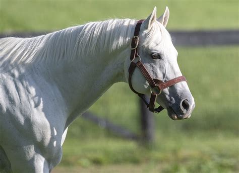 Tapit Scales Historic New Peak