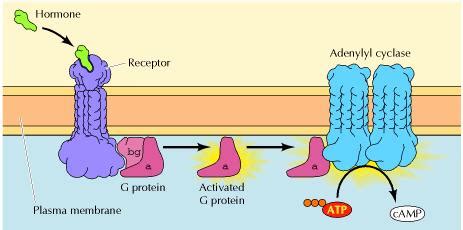 Adenylate Cyclase; Adenyl Cyclase