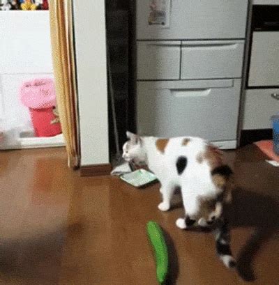 Cats Freaking Out (17 gifs)