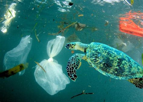 These images show the true impact of plastics on our oceans | loveexploring.com