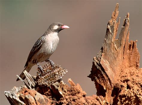 How to Find Treasure With a Honeyguide's Help | Audubon