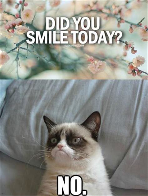 No Grumpy Cat Quotes. QuotesGram