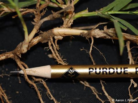 Spotlight on Weeds: Common Bermudagrass - Purdue Landscape Report