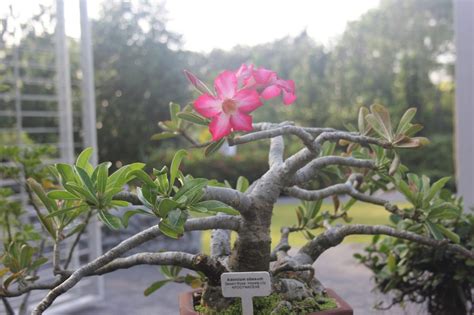 Adenium obesum | QJURE.com