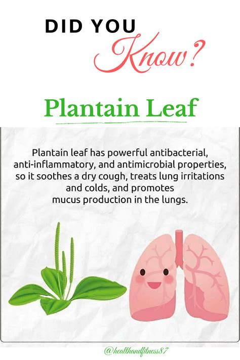 What is plantain leaf and its benefits? | Daily health tips, Food health benefits, Health remedies