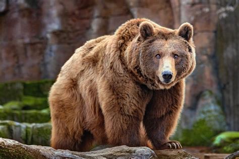 Everything You Need to Know About All the Types of Bears - Outforia