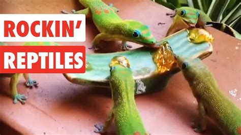 Rockin' Reptiles | Funny Reptile Video Compilation 2017 - YouTube