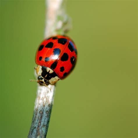 Invasive harlequin ladybird could threaten 'over 1000' native species | Centre for Ecology ...