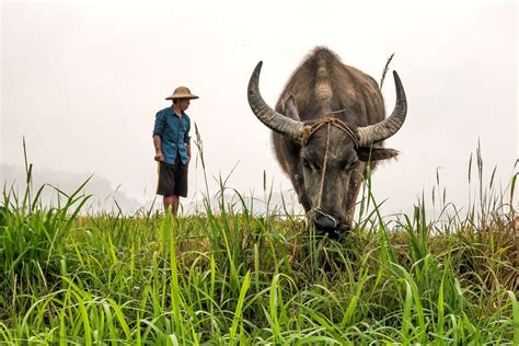 Lý thú hình ảnh con trâu trong tục ngữ, thành ngữ Việt Nam