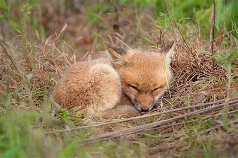 Red Fox Kit - Sleeping #1 Photograph by Todd Henson - Pixels