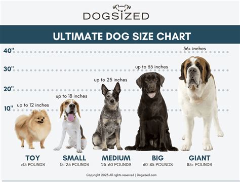 The Ultimate Small, Medium, and Large Size Chart for Dogs