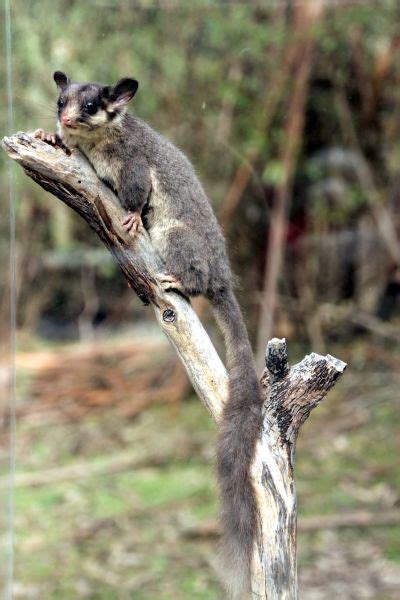 Leadbeater's Possum - Facts, Diet, Habitat & Pictures on Animalia.bio | Possum, Australia ...