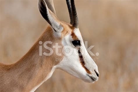 Springbok Head Stock Photo | Royalty-Free | FreeImages