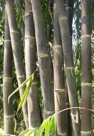 gubukbambu: Jual bambu hitam