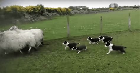 Adorable Herding Puppies Become Stars On Their First Day Of Work | Pet ...