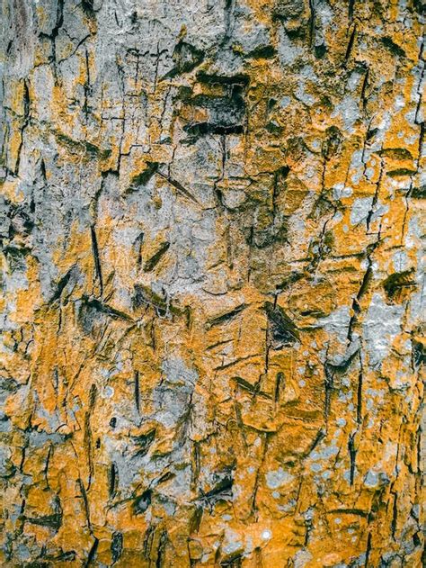 Photo of a Tree Bark with Shades of Yellow · Free Stock Photo