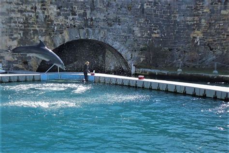 Underwater Sound Study with Dolphins – Dolphin Quest Bermuda - zoosmedia