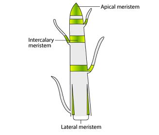 What are meristematic tissues Explain with the help of a suitable diagram Give their ...