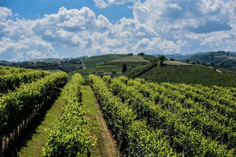 Alba and wine tasting in the Langhe - Gadis Italia - Tour Operator