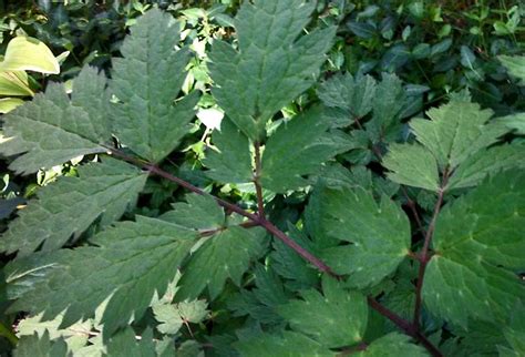 Black snakeroot (a/k/a black cohosh; bugbane) | Central Street ...