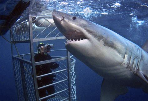 Great White Shark Cage Diving Challenge! – Travel Medals