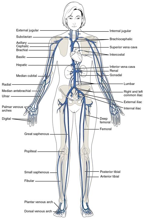 Circulatory Pathways | Anatomy and Physiology