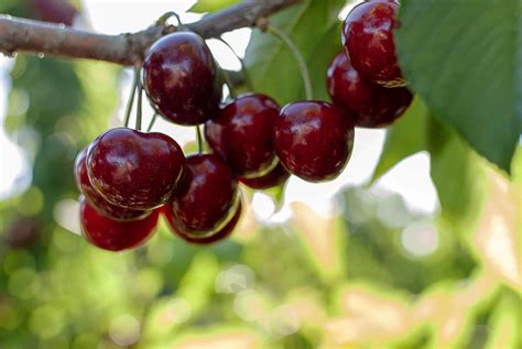 Sour Cherry Varieties - Harvest to Table