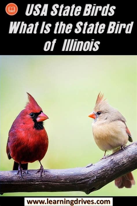 What is The State Bird of Illinois? - State Birds