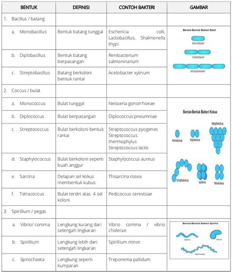 Contoh Bakteri Gram Positif Dan Negatif Pdf – Berbagai Contoh