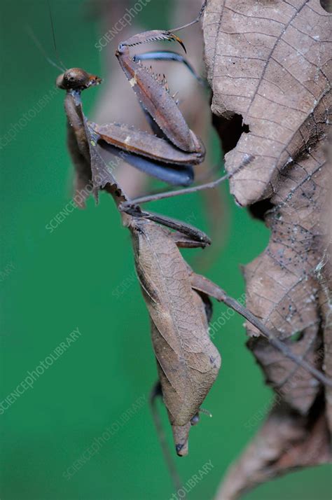 Dead leaf mantis, Malaysia - Stock Image - F031/9182 - Science Photo ...