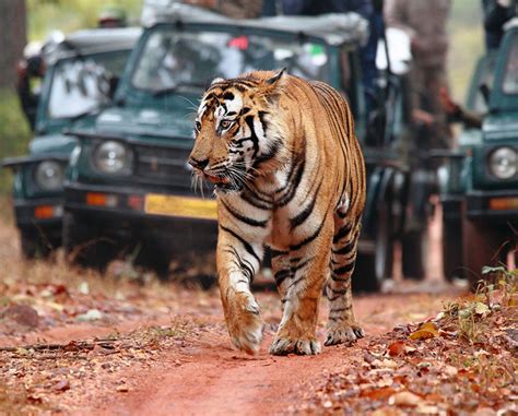 Ranthambore Wildlife Sanctuary