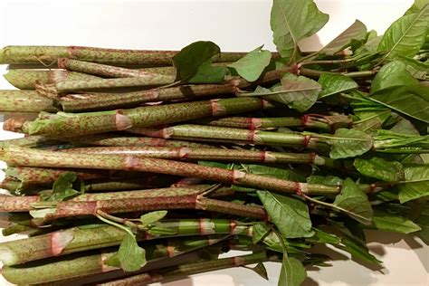 Wild edible: Japanese knotweed – Seashore to Forest Floor