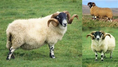 10 Best Sheep Breeds for Milk