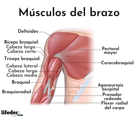 Músculos del brazo y antebrazo: descripción y funciones (imágenes)