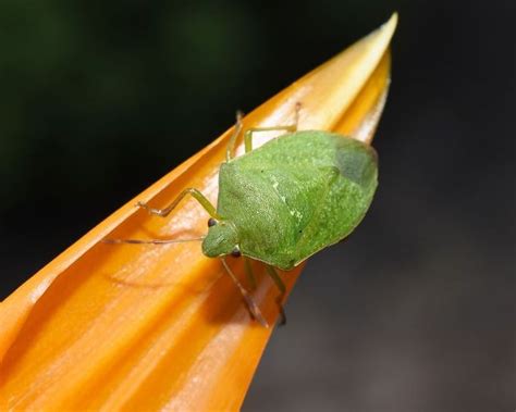 How to Get Rid of Green Vegetable Bug in Your Garden | Yates Australia