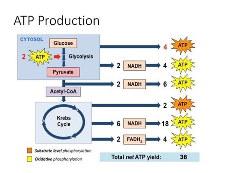 Aerobic Respiration