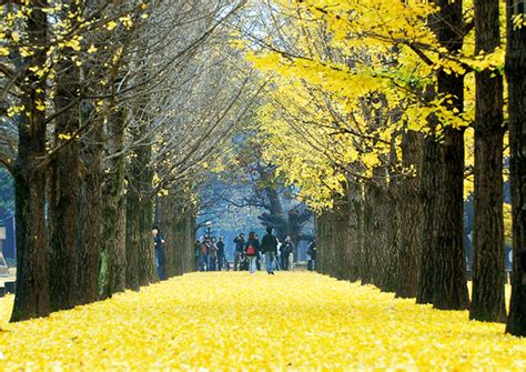 TOP WORLD TRAVEL DESTINATIONS: Nami Island, Korea