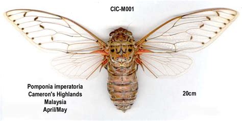 What is the largest cicada? – Cicada Mania