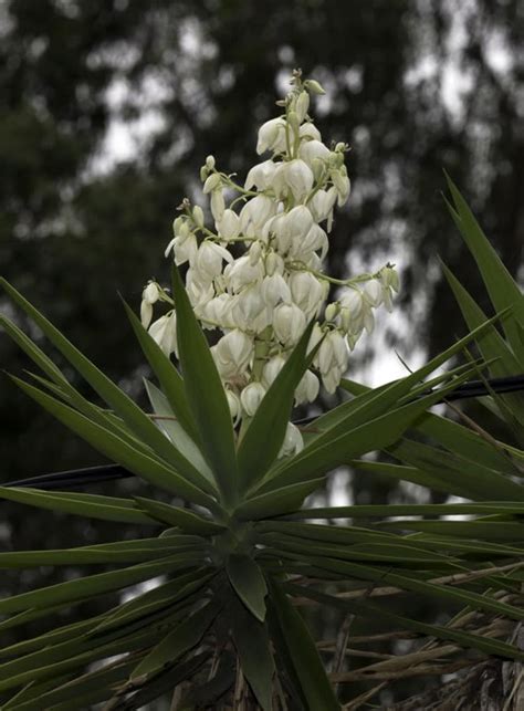 Flor De Izote | Wander