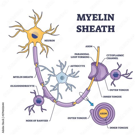 Myelin sheath layer for axon nerve with detailed structure outline diagram. Labeled educational ...