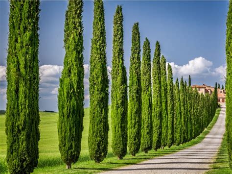 Italian Cypress Information: Learn How To Grow An Italian Cypress Tree