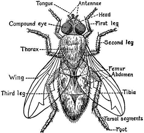 Parts of a Fly | ClipArt ETC