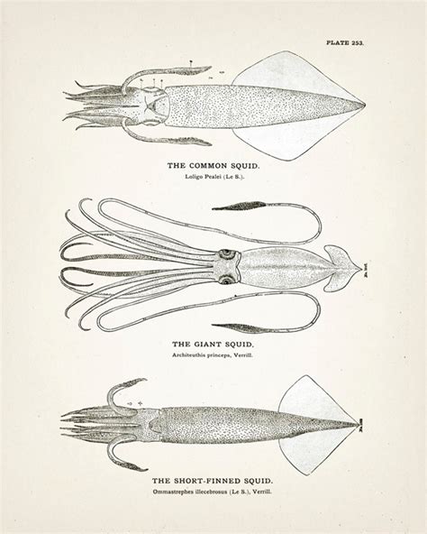 Squid Specimens common Squid Giant Squid Short-finned | Etsy