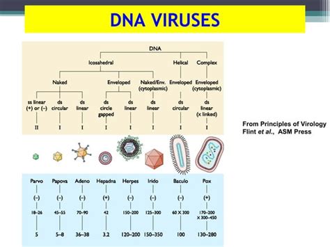 Chapter 2 classification of virus | PPT