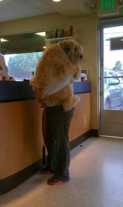 Big Dog Scared At Vet – East Portland Blog