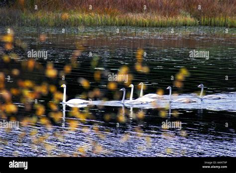 whooper swan (Cygnus cygnus), Whooper family, Finland Stock Photo - Alamy