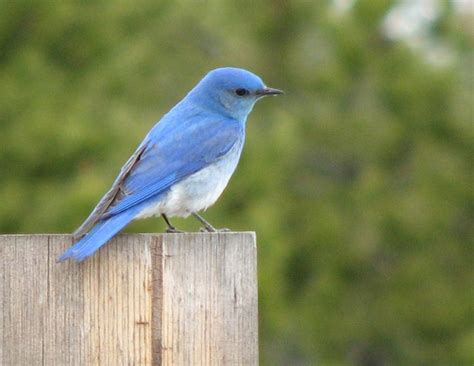 Birding in Idaho