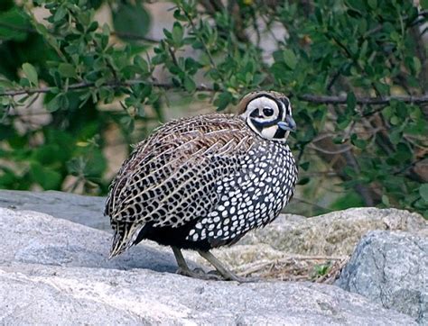 Montezuma’s Quail | Mexican Birds.org