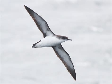 Manx Shearwater - New Zealand eBird